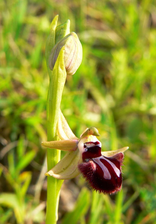 Primavera e orchidee palermitane